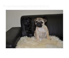Mops Welpen in schwarz und beige